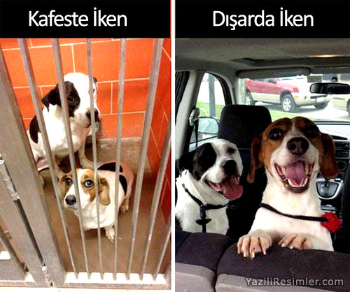 Köpeklerin Mutluluğu
