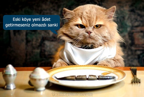 Somurtkan Kedi Komik Resim Yazılı Resimler