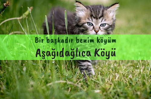 Aşağıdağlıca Köyü