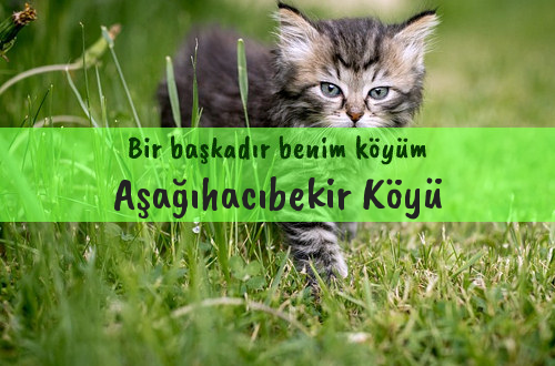 Aşağıhacıbekir Köyü