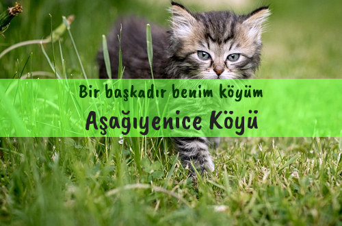 Aşağıyenice Köyü