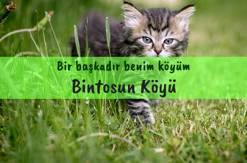 Bintosun Köyü