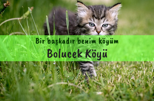 Bolucek Köyü