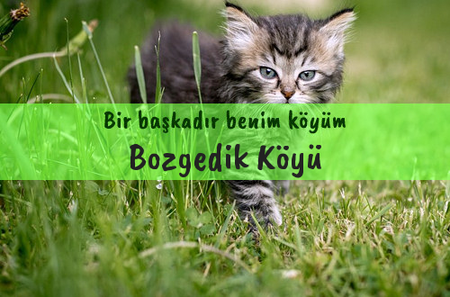 Bozgedik Köyü