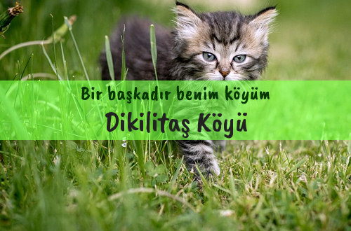 Dikilitaş Köyü