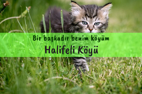 Halifeli Köyü