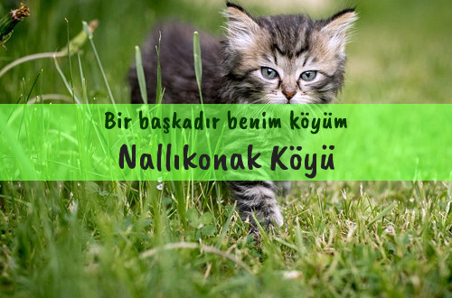 Nallıkonak Köyü