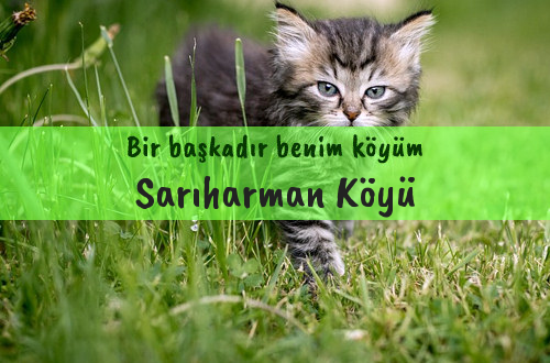 Sarıharman Köyü