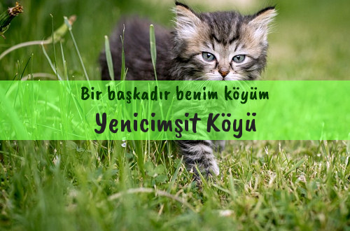 Yenicimşit Köyü