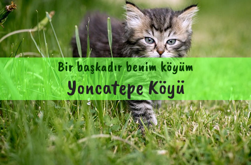 Yoncatepe Köyü