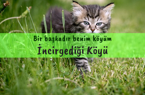 İncirgediği Köyü