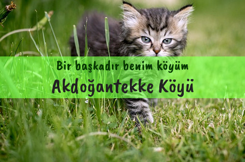 Akdoğantekke Köyü