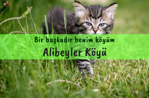 Alibeyler Köyü