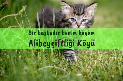 Alibeyçiftliği Köyü