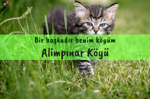 Alimpınar Köyü