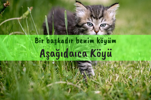 Aşağıdaıca Köyü