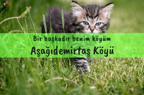 Aşağıdemirtaş Köyü