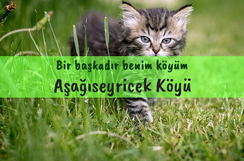 Aşağıseyricek Köyü