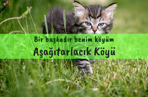 Aşağıtarlacık Köyü