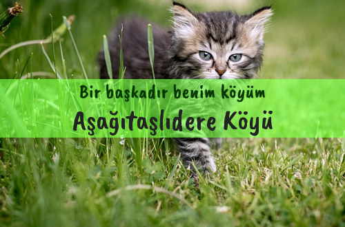 Aşağıtaşlıdere Köyü