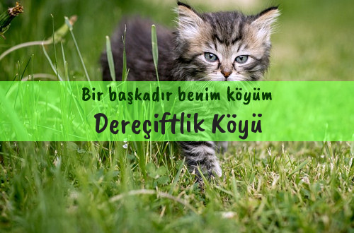 Dereçiftlik Köyü