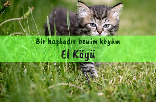 El Köyü