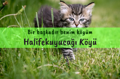 Halifekuyucağı Köyü