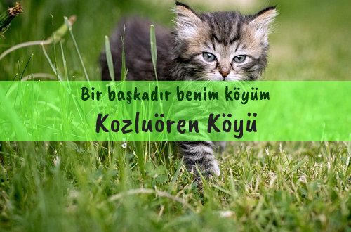 Kozluören Köyü