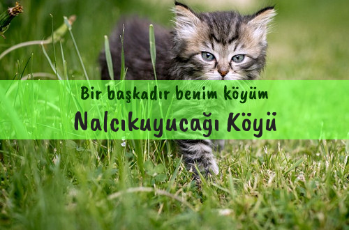 Nalcıkuyucağı Köyü