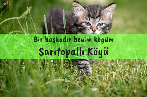 Sarıtopallı Köyü