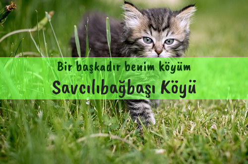 Savcılıbağbaşı Köyü