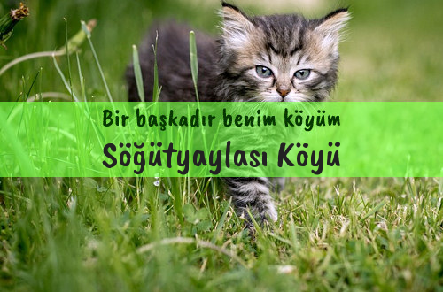 Söğütyaylası Köyü