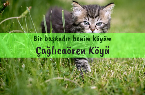 Çağlıcaören Köyü