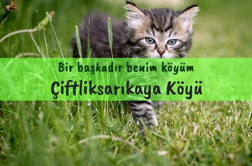 Çiftliksarıkaya Köyü