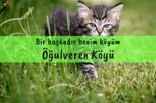 Öğulveren Köyü